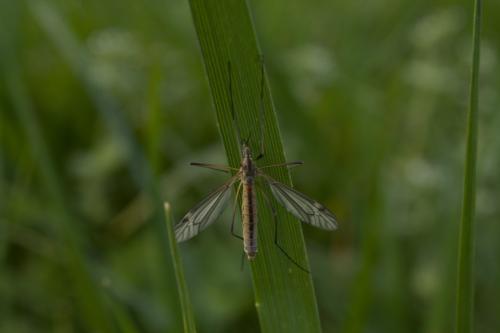 Tipula vernalis